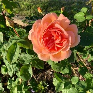 Meet your Posher, Norie